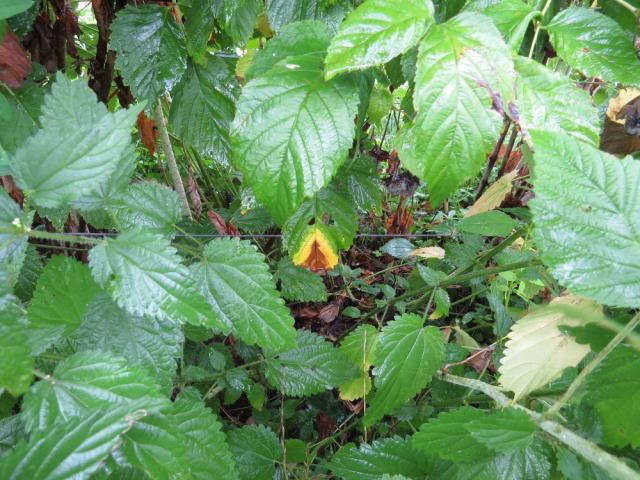 Simptom ljubičaste pegavosti izdanaka maline (Didymella applanata) na listu