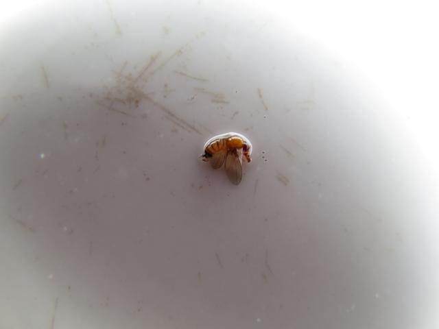 Ženka azijske voćne mušice (Drosophila suzukii), lokalitet Novo Selo, ulov iz zasada maline