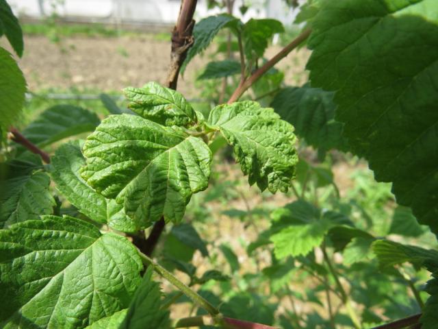 eriofidna grinja lista maline (Pyloptes gracillis), simptom na listu, lokalitet Sijaće Polje