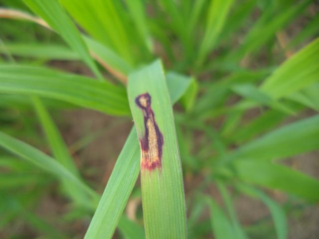 Simptomi infekcije Rhynchosporium secalis na ovsu, lokalitet Mrsać, RC Kraljevo