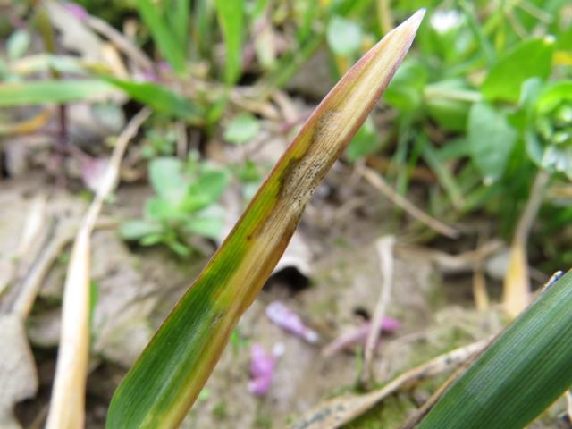 Simptom Septoria tritici na pšenici, lokalitet Drakčići