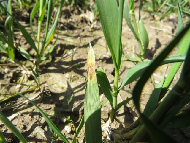 Septoria tritici na pšenici, lokalitet Drakčići