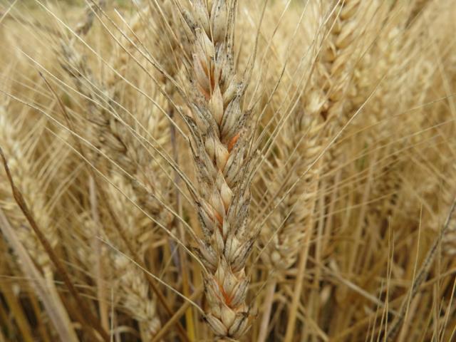 fuzarioza klasa pšenice (Fusarium sp.), lokalitet Vitanovac