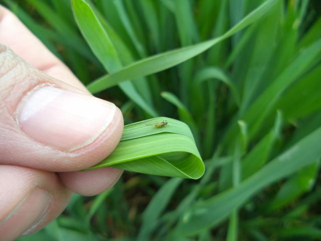 Krilata forma lisne vaši (Aphididae) na pšenici, lokalitet Milakovac, RC Kraljevo