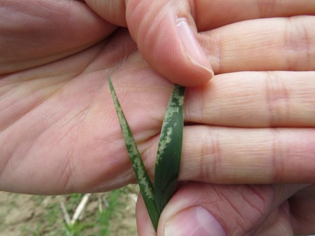 Oštećenja od Phorbia gentialis na pšenici, lokalitet Drakčići