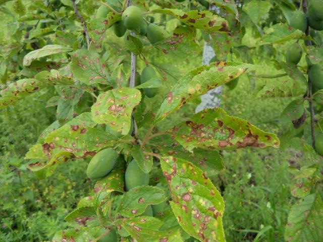 simptom šupljikavosti lista (Clasterosporium carpophilum) i plamenjače (Polystigma rubrum) na šljivi, lokalitet Tavnik, RC Kraljevo