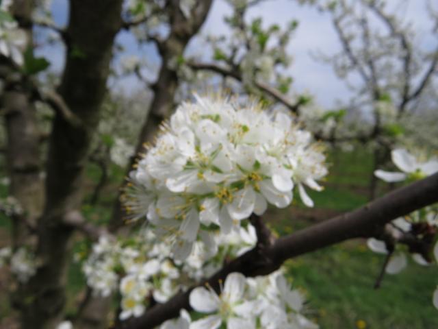 šljiva, 65 BBCH fenofaza razvoja, lokalitet Bukovica