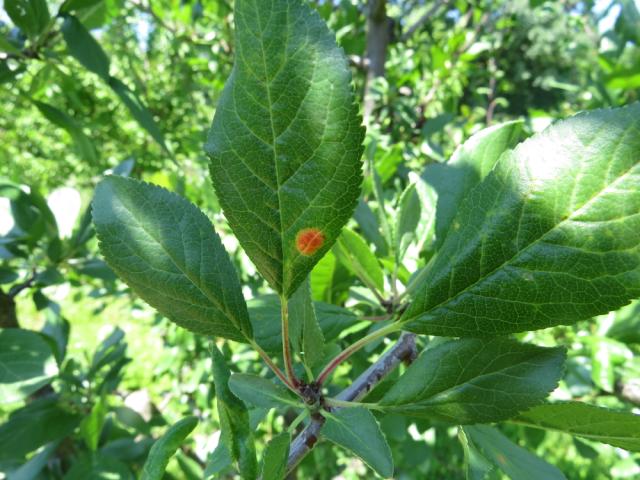 Crvena pegavost ili plamenjača šljive (Polystigma rubrum)