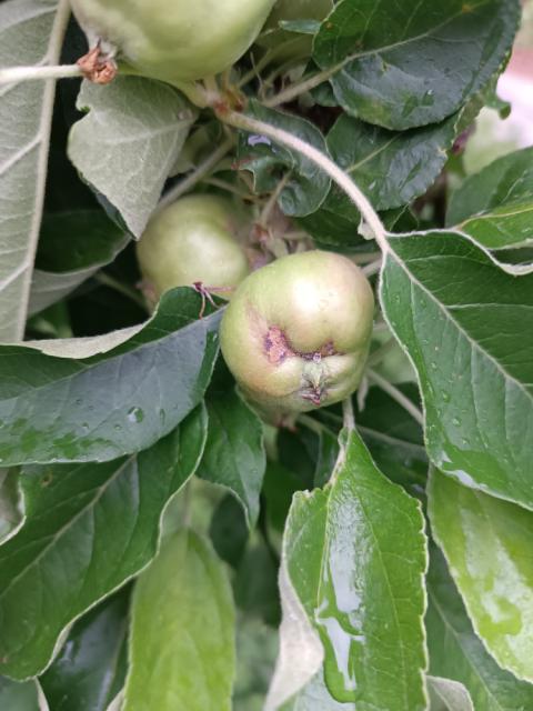 krastavost plodova jabuke