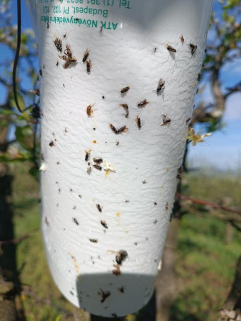 Feromonska klopka Hoplocampa flava/minuta - Imago