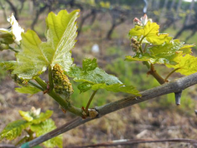 fenofaza razvoja vinove loze