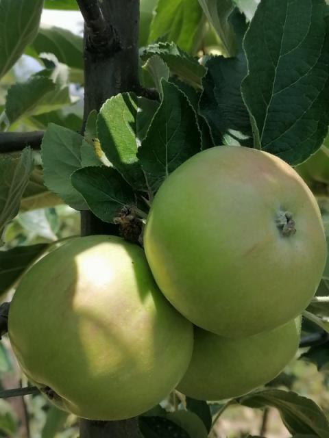 Faza jabuke