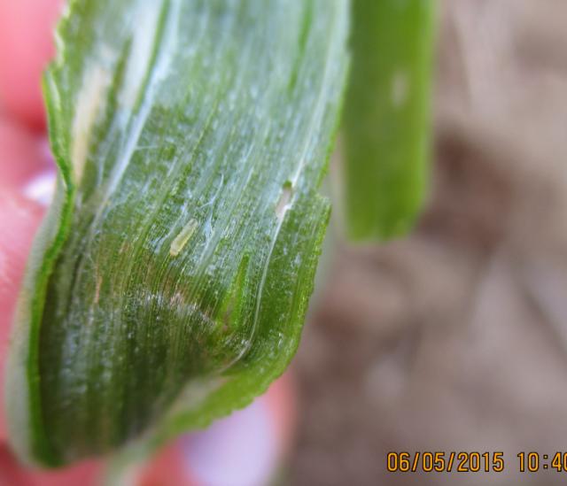 Larva lukove minirajuće muve (Napomyza gymnostoma)