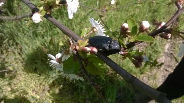 Imago žilogriza (Capnodis tenebrionis) u višnji