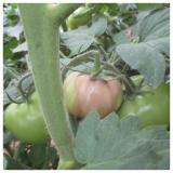 Siva trulež paradajza – Botrytis cinerea