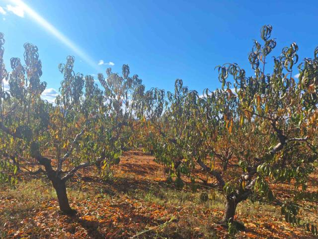Breskva, Prunus persica