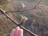 jabuka-zeleni listići 10 mm iznad ljušture pupoljka