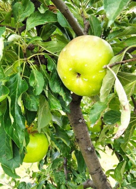 RC Negotin, vizuelni pregled zasada jabuke