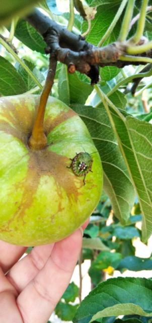 RC Negotin,lokalitet Jasenica,vizuelni pregled zasada jabuke,povrtna stenica