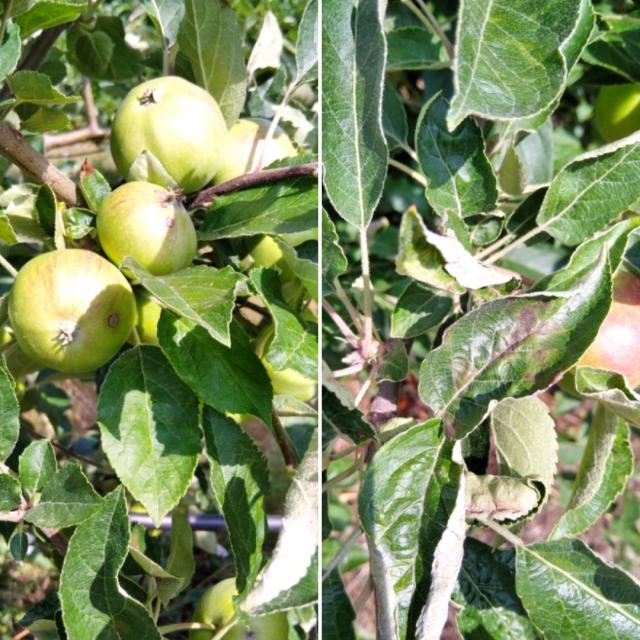 RC Negotin, vizuelni pregled zasada jabuke, čađava pegavost i krastavost jabuke