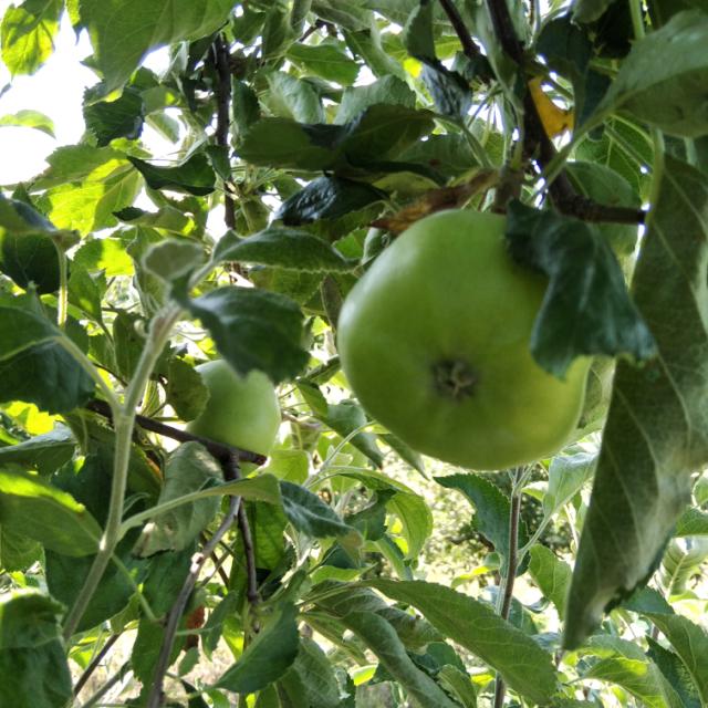 faza razvoja BBCH 75, vizuelni pregled zasada jabuke