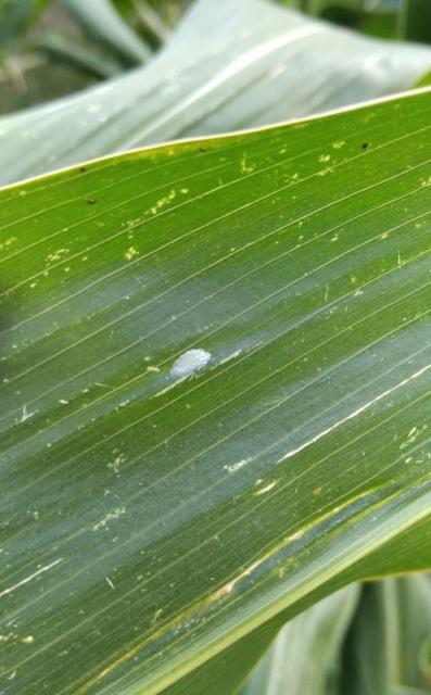 RC Negotin, lokalitet Rit, vizuelni pregled useva kukuruza, jajno leglo druge generacije kukuruznog plamenca