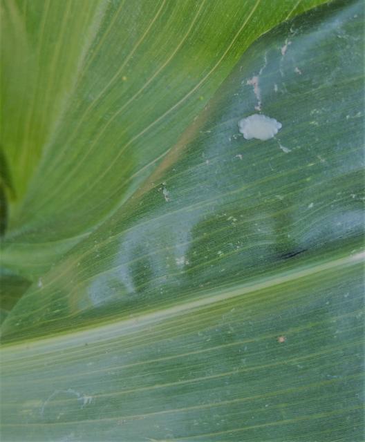 jajno leglo kukuruznog plamenca, vizuelni pregled useva kukuruza, RC Negotin
