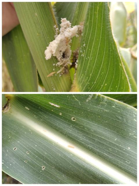 oštećenja od ubušivanja larvi kukuruznog plamenca, vizuelni pregled useva kukuruza, RC Negotin