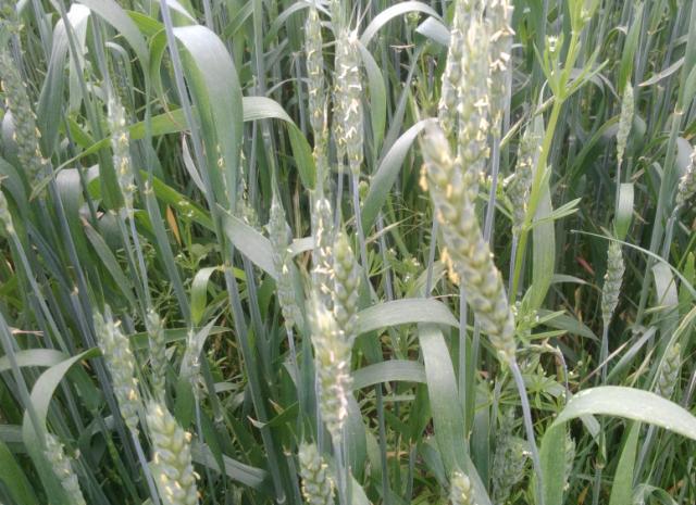 RC Negotin, lokalitet Negotin, vizuelni pregled useva pšenice, fenofaza cvetanje