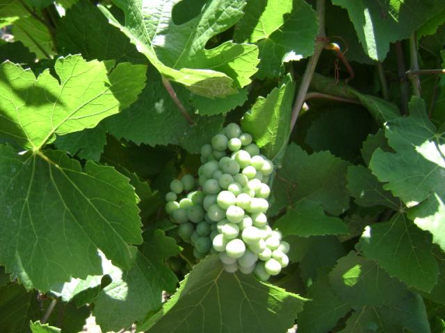 RC Negotin, vizuelni pregled zasada vinove loze, fenofaza zatvaranja grozda, potpuno dodirivanje bobica 