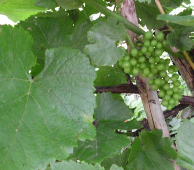 RC Negotin, lokalitet Bukovo, vizuelni pregled zasada vinove loze