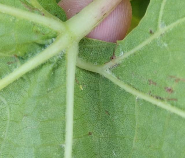 RC Negotin, vizuelni pregled listova vinove loze, larva cikade Scaphoideus titanus