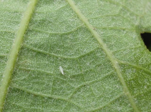 RC Negotin, vizuelni pregled zasada vinove loze, larva cikade Scaphoideus titanus 