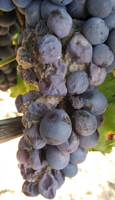 RC Negotin, vizuelni pregled zasada vinove loze,trulež plodova vinove loze