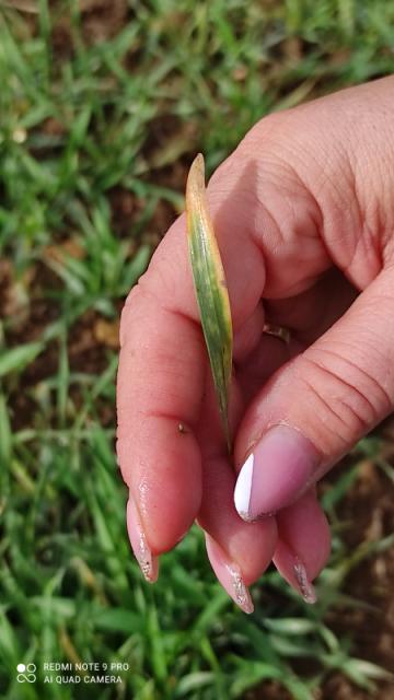  Septoria tritici