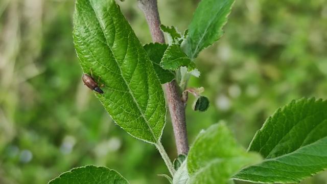 lisna pipa (Phyllobius sp.)