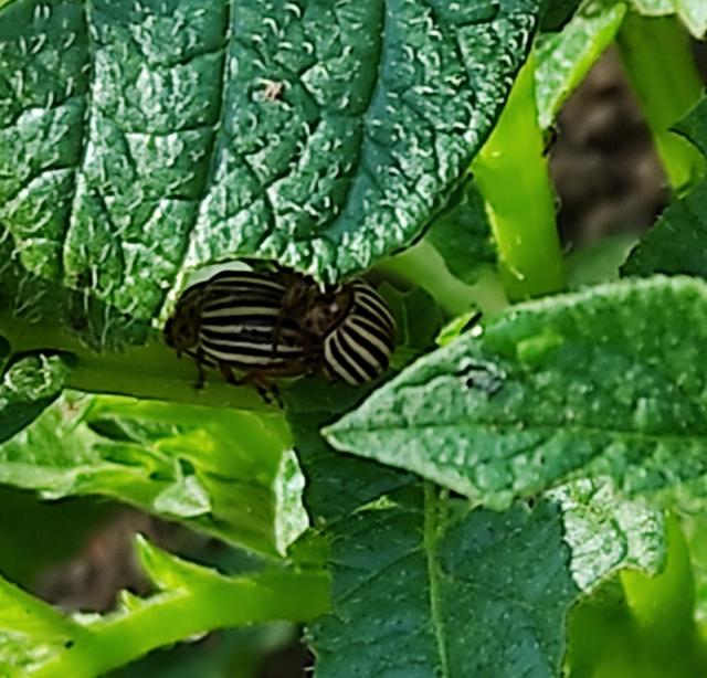 imago krompirove zlatice (Leptinotarsa decemlineata)