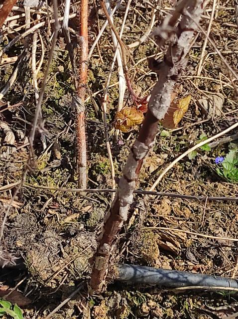 ljubičasta pegavosi izdanaka maline (Didymella applanata) 