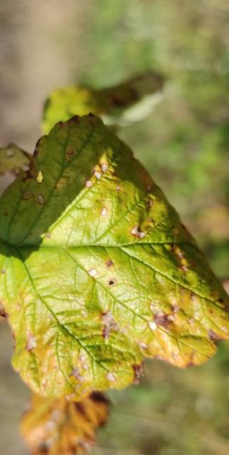 smeđe pegavosti lista maline (Sphaerulina rubi).