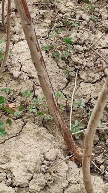 Didymella applanata (ljubičaste pegavosti izdanaka maline )