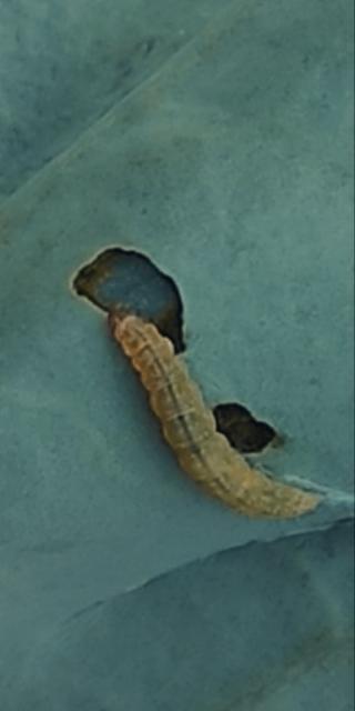 larva moljca  (Plutella xylostella) 