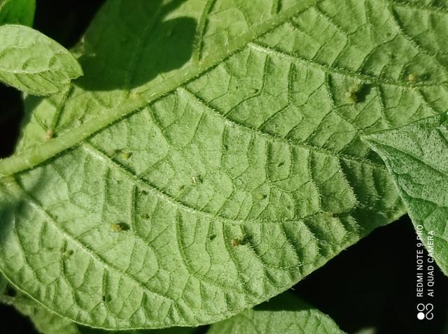 lisne vaši (Aphididae) 