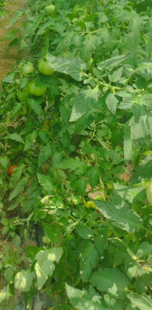 paradajz(BBCH 65-81).