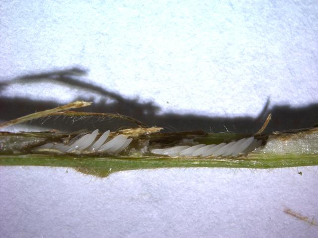 Jaja Cicadetta montana complex 