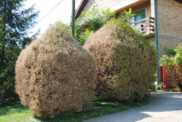 Oštećenja od šimširovog plamenca