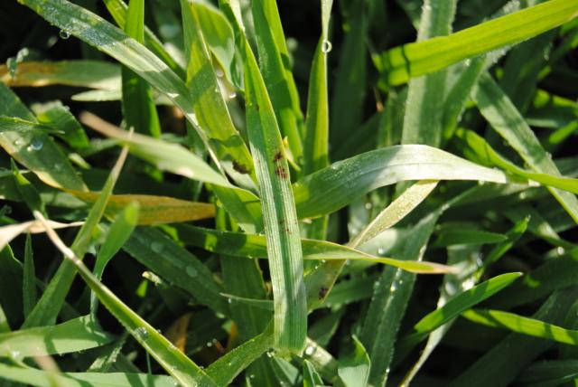 Pyrenophora teres  na listu ječma