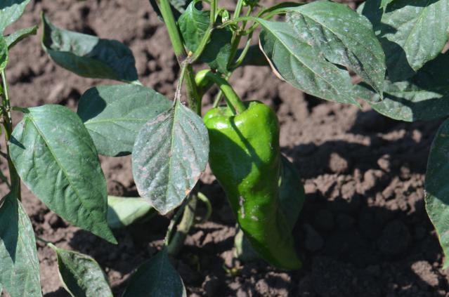 paprika BBCH 71 