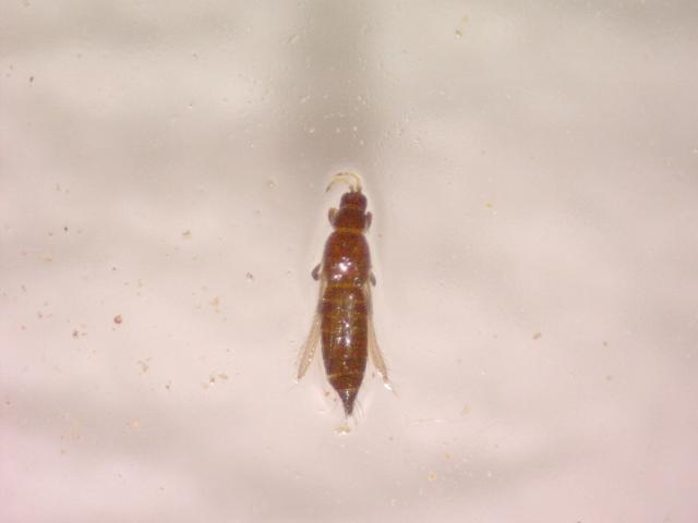 Thrips sp. sa korovske flore