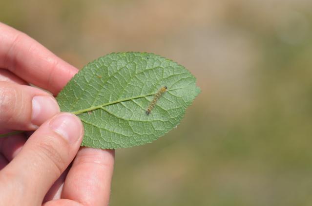 mlada larva duduvca