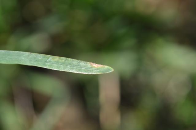 Septoria na listu pšenice